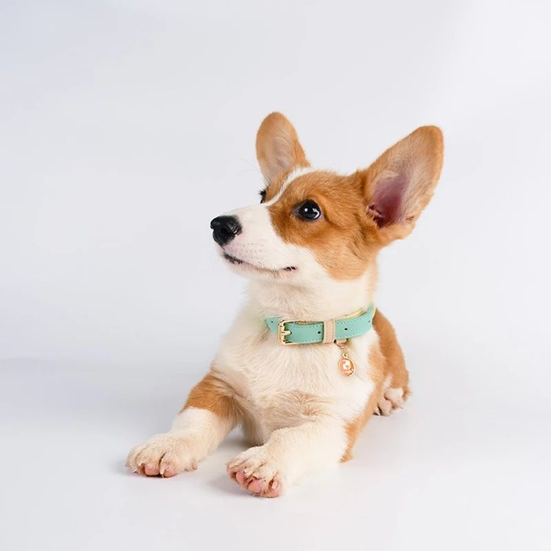 Genuine Leather Dog Collar model